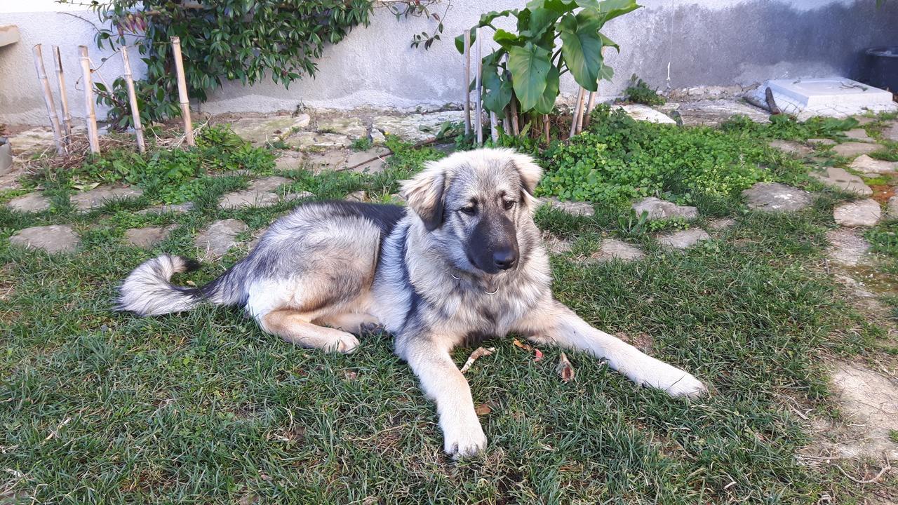 Apartma Istra Zora Secovlje Luaran gambar