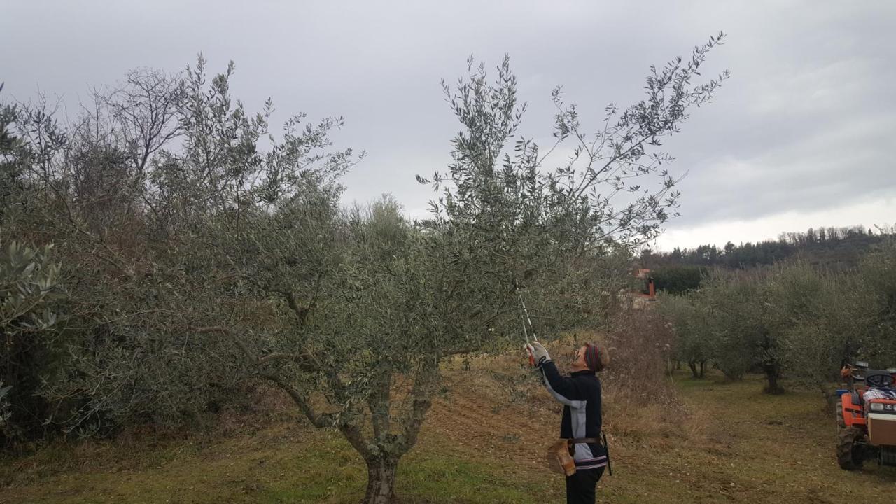 Apartma Istra Zora Secovlje Luaran gambar